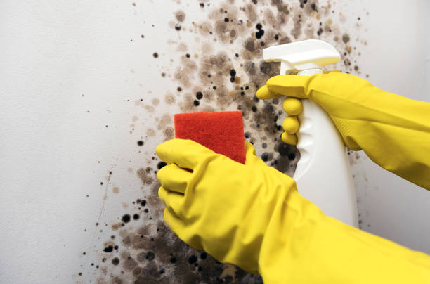 Best Local Mold Removal Service  in West Brownsville, PA