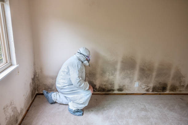 Best Toxic Mold Removal  in West Brownsville, PA
