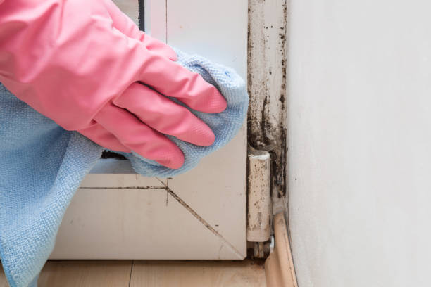 Best Mold Damage Repair  in West Brownsville, PA