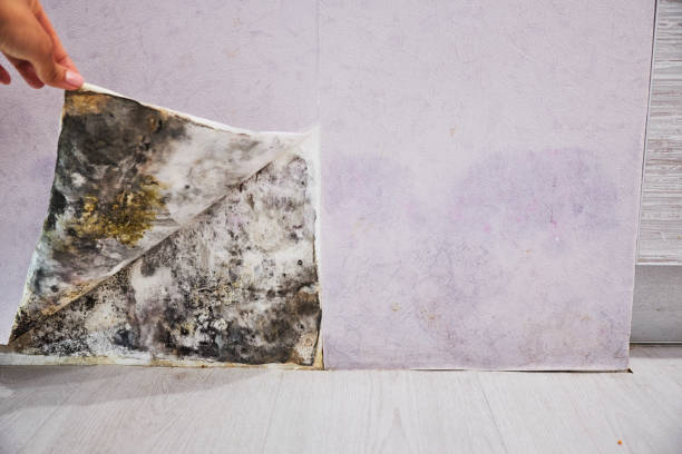 Best Best Mold Removal Companies  in West Brownsville, PA